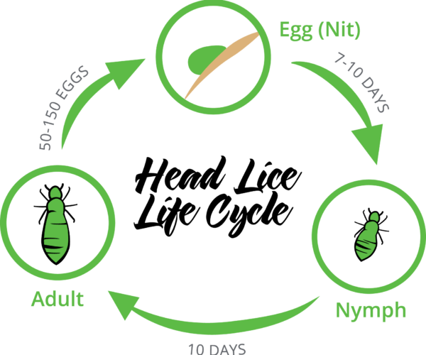 Louse Logo - What are head lice, nits & how do you get head lice?