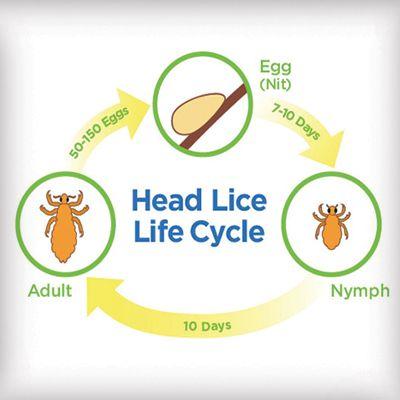 Louse Logo - Lice Facts - Lice Avengers