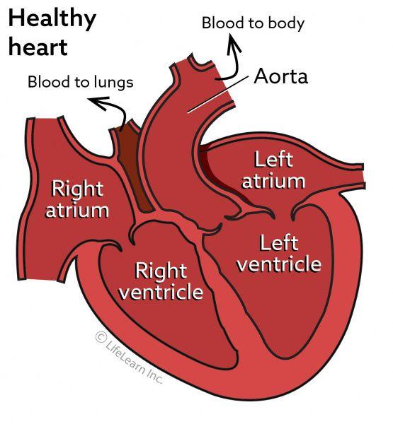 CHF Logo - Congestive Heart Failure in Dogs | VCA Animal Hospital