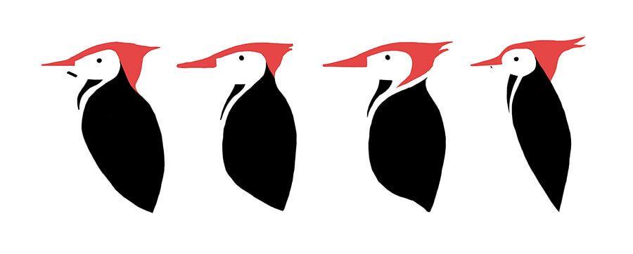 Woodpecker Logo - Haydn Symons Illustration - Woodpecker Logo Design
