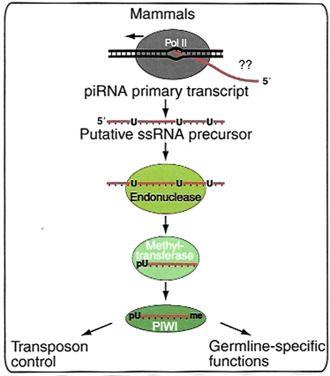 Piwi Logo - Piwi Interacting RNA - an overview | ScienceDirect Topics