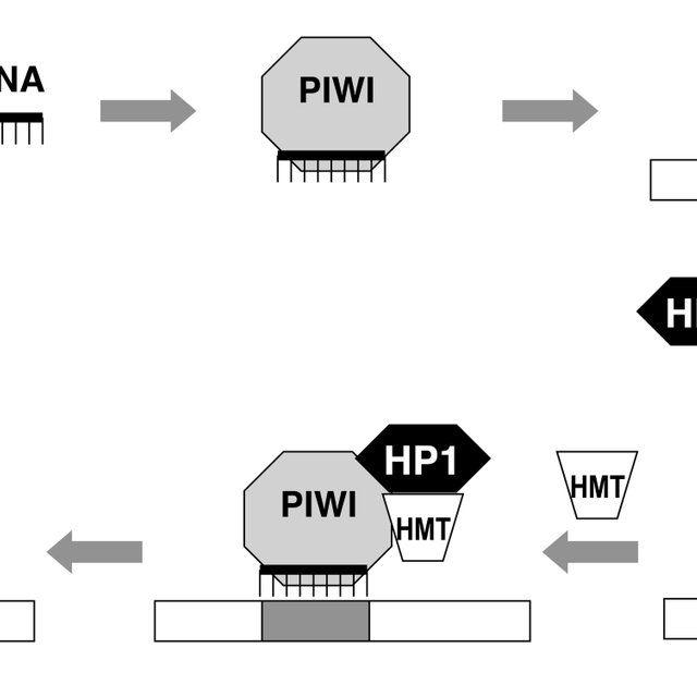 Piwi Logo - A novel epigenetic pathway mediated Piwi and piRNAs | Download ...