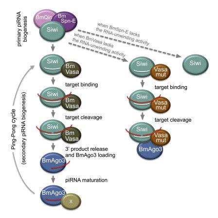 Piwi Logo - Respective Functions of Two Distinct Siwi Complexes Assembled during ...