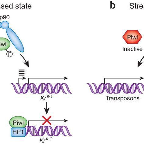 Piwi Logo - Proposed Model Of Hsp90 And Piwi Mediated Suppression Of Variation