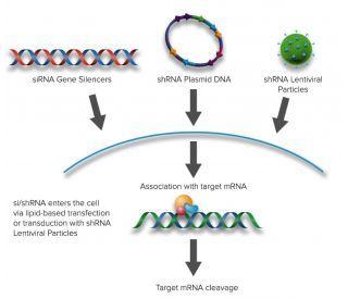 Xbp Logo - XBP-1 siRNA (h), shRNA and Lentiviral Particle Gene Silencers | SCBT ...