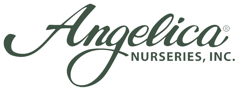 Angelica Logo - Home Nurseries, Inc
