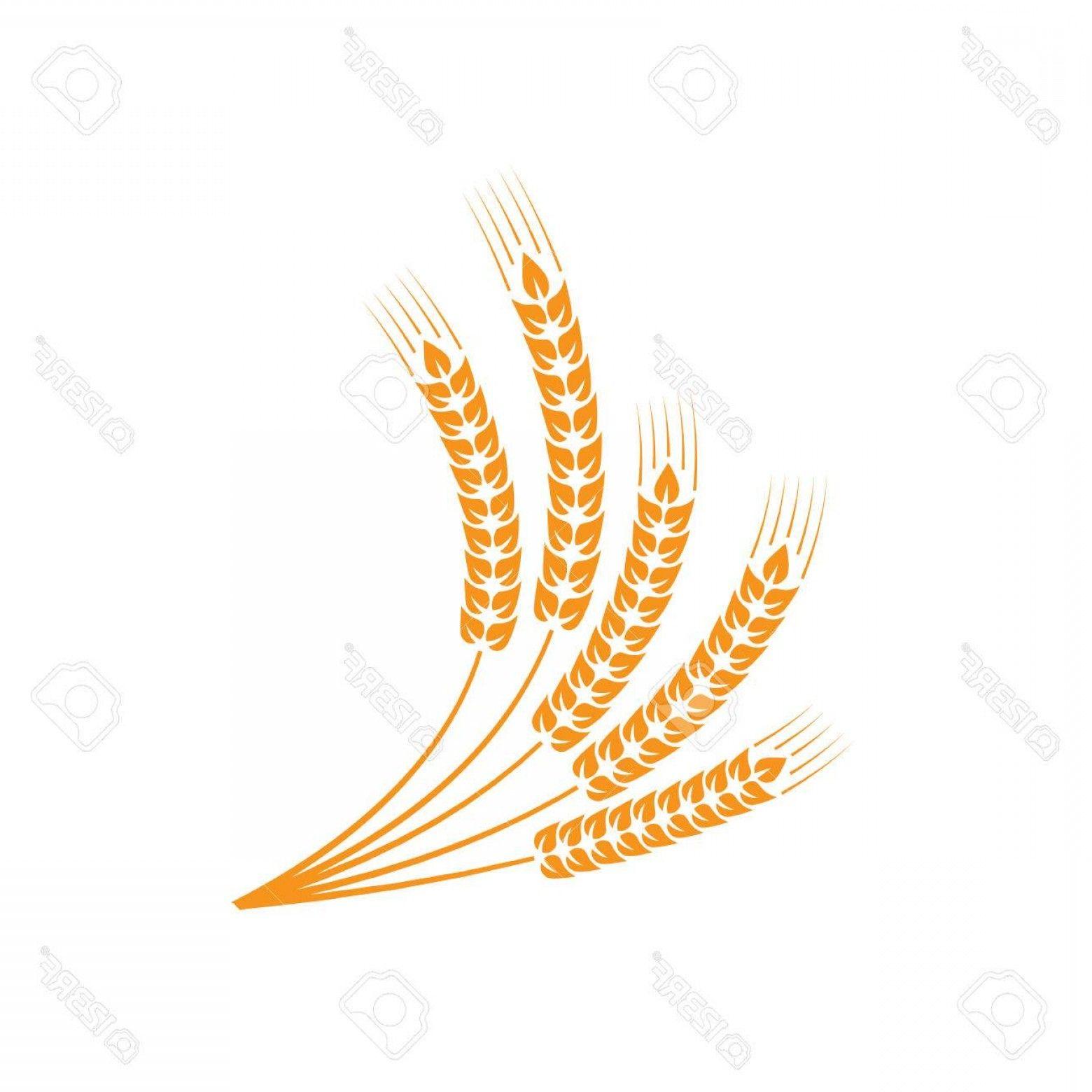 Sheaf Logo - Photostock Vector Sheaf Of Wheat Ears Of Wheat Vector Design ...