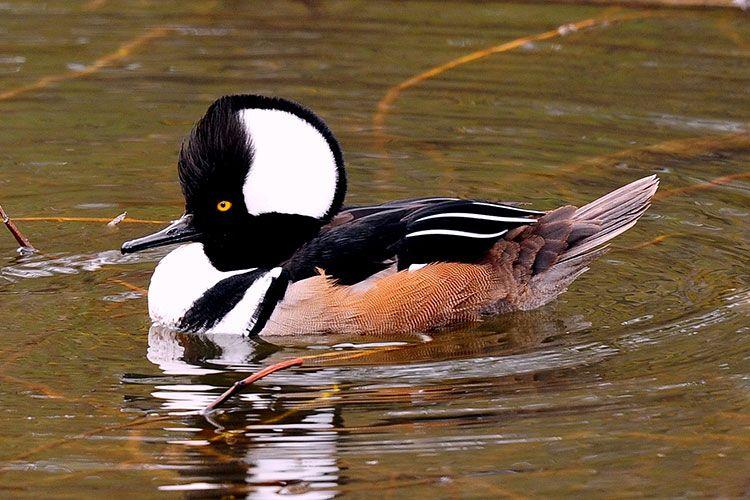 Merganser Logo - Hooded Merganser Photos - Smithsonian Migratory Bird Center