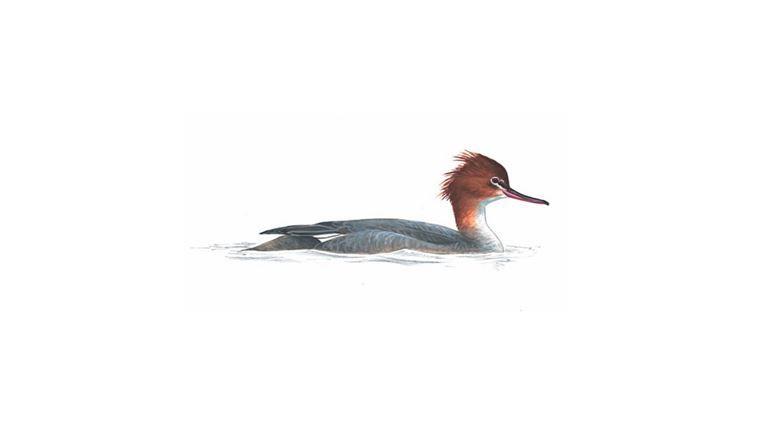 Merganser Logo - Red Breasted Merganser Bird Facts | Mergus Serrator - The RSPB