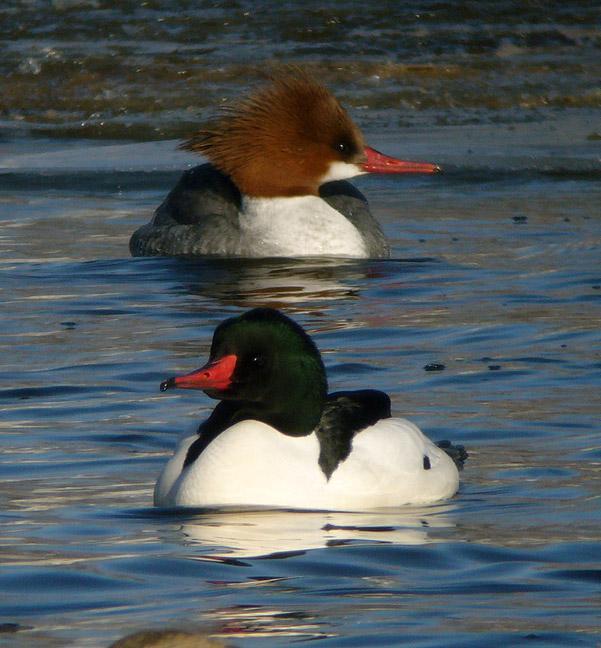 Merganser Logo - Common Mergansers | MTPR