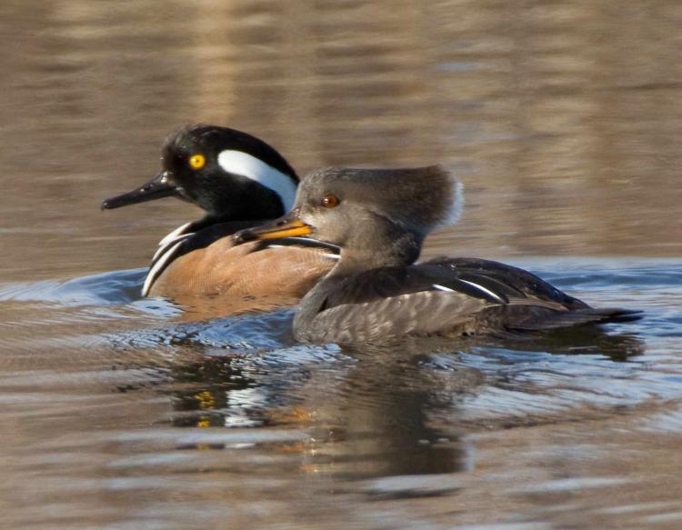 Merganser Logo - Hooded Merganser | MDC Discover Nature