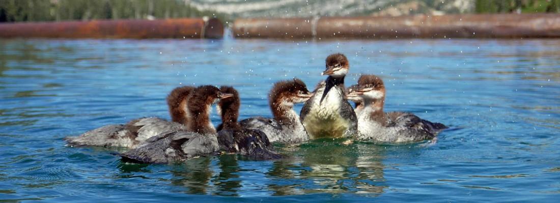 Merganser Logo - Merganser Release - Lake Tahoe Wildlife Care, Inc.