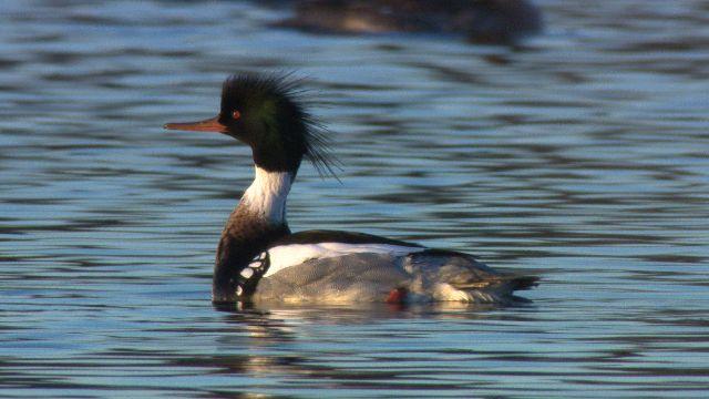 Merganser Logo - Red-breasted Merganser - Multimedia | Birds of North America Online