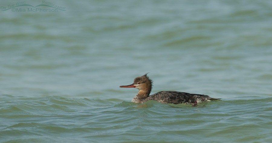 Merganser Logo - Red-breasted Merganser floating on the Gulf of Mexico – On The Wing ...