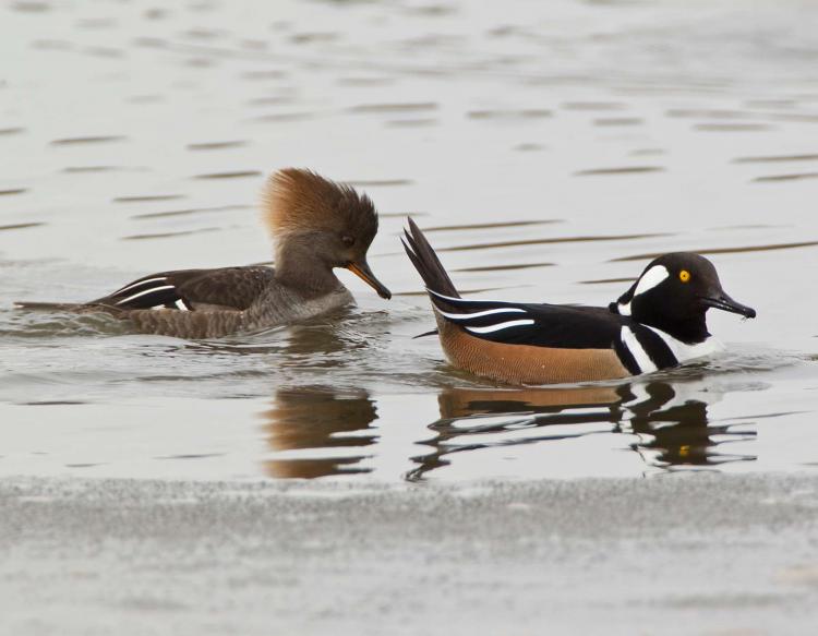 Merganser Logo - Hooded Merganser | MDC Discover Nature