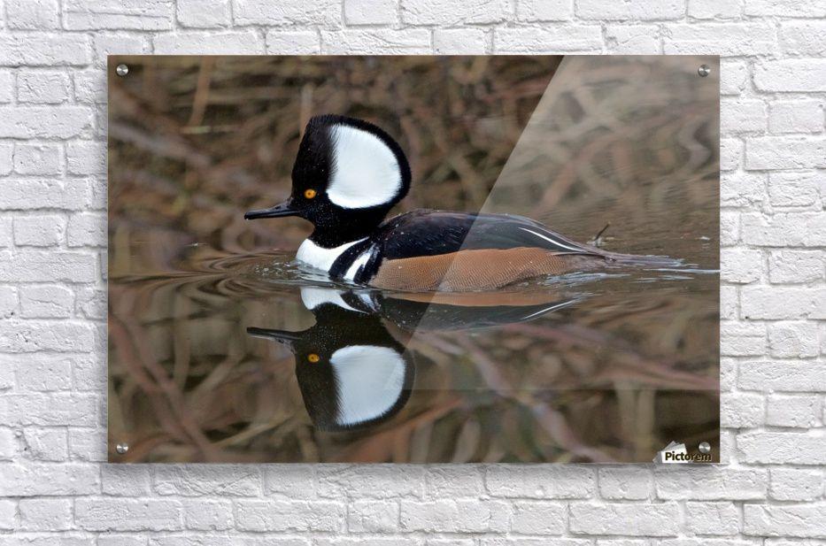 Merganser Logo - Hooded Merganser Drake reflection-landscape - Craig Nowell Stott - Canvas  Artwork