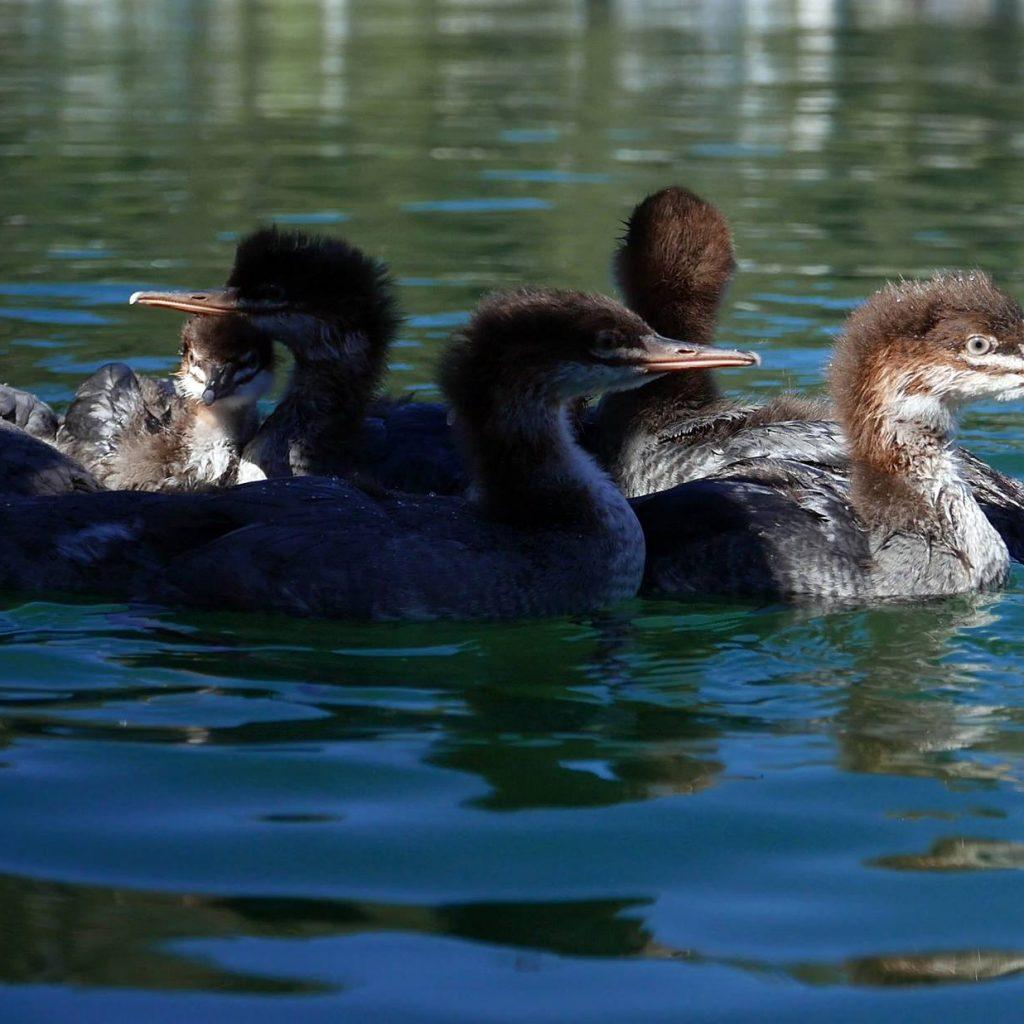 Merganser Logo - Merganser Release - Lake Tahoe Wildlife Care, Inc.