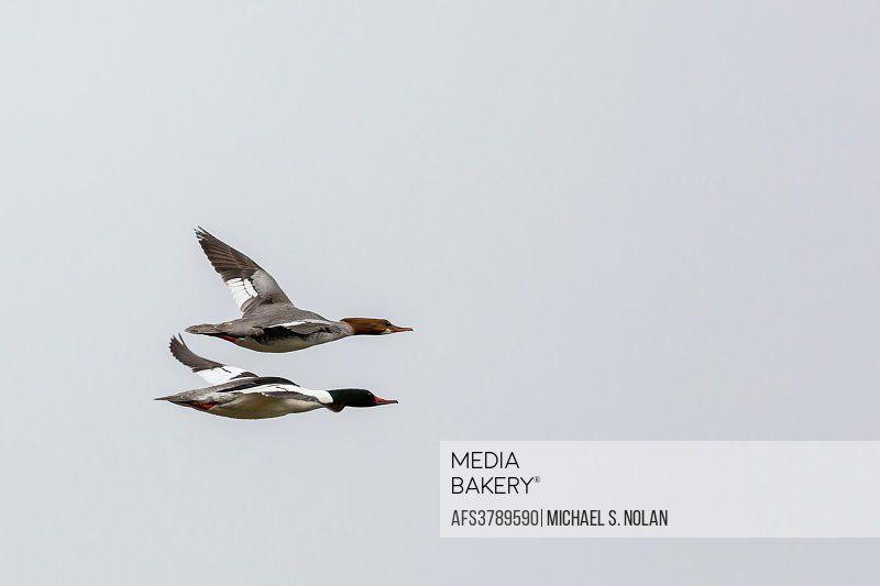 Merganser Logo - Mediabakery - Photo by Age Fotostock - Common merganser pair, Mergus ...