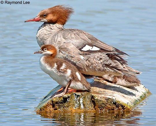 Merganser Logo - Common Merganser - Breeding | Birds of North America Online