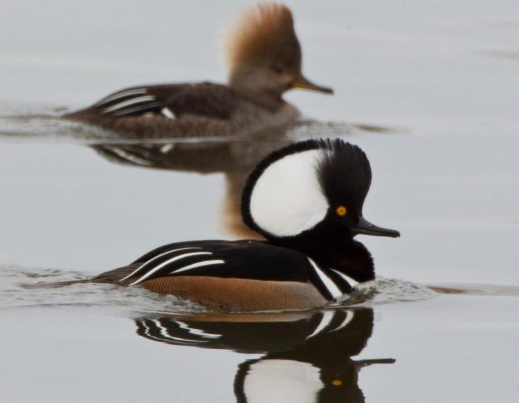 Merganser Logo - Hooded Merganser | MDC Discover Nature