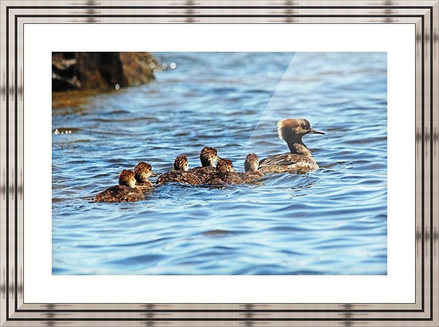 Merganser Logo - Hooded Merganser Family - Deb Oppermann - Canvas Artwork