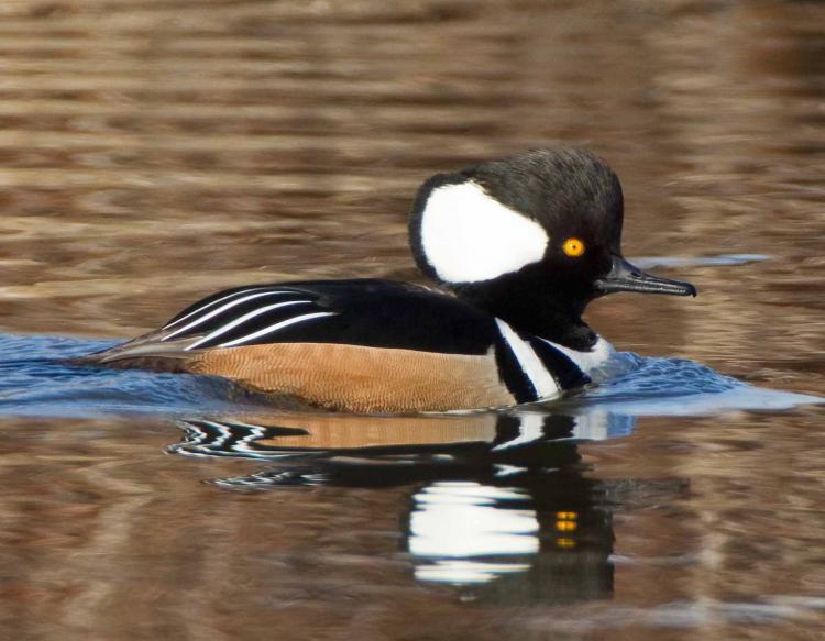 Merganser Logo - Hooded Merganser | MDC Discover Nature