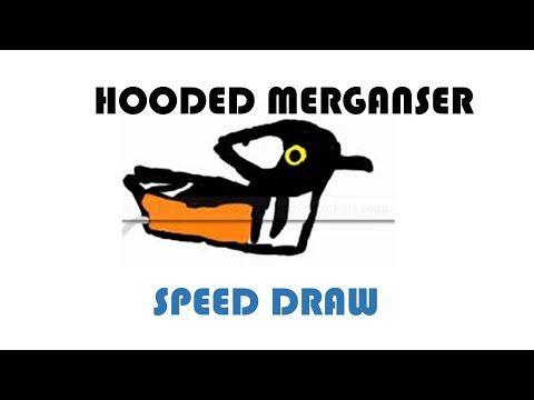 Merganser Logo - Hooded Merganser Speed Draw - YouTube