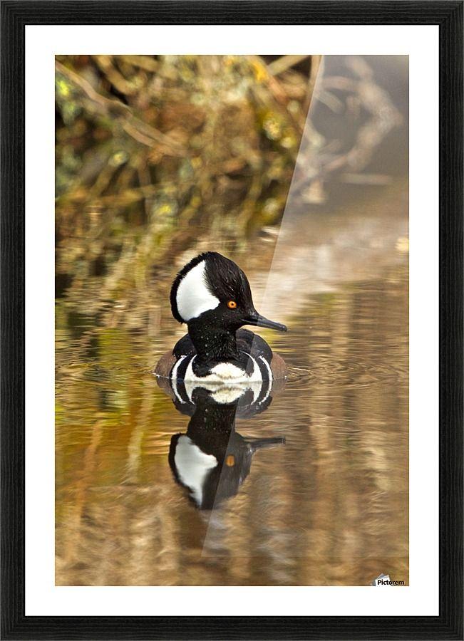 Merganser Logo - Hooded Merganser Drake Reflection-portrait - Craig Nowell Stott - Canvas  Artwork