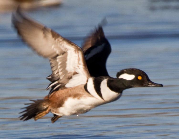 Merganser Logo - Hooded Merganser | MDC Discover Nature