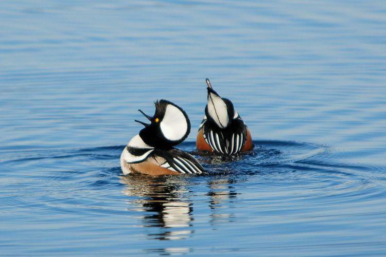 Merganser Logo - Take 5: Hooded Mergansers | Your Great Outdoors