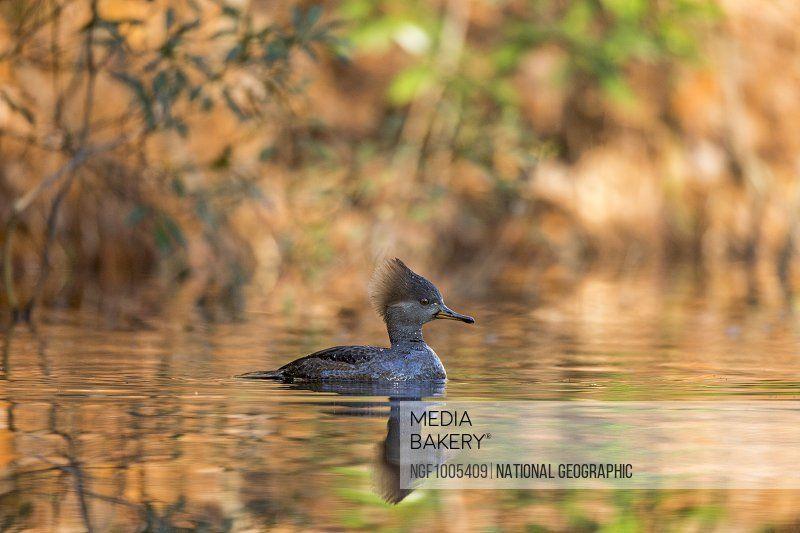 Merganser Logo - Photo by Natural Planet - A female hooded merganser, Lophodytes cucullatus,  floats on calm water.