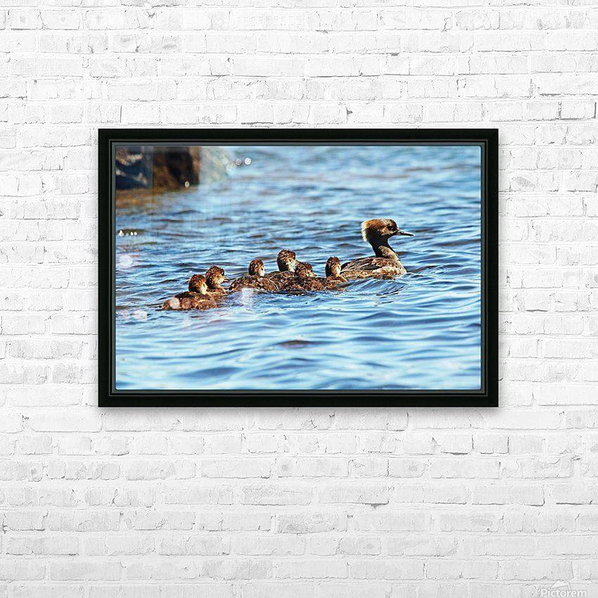 Merganser Logo - Hooded Merganser Family - Deb Oppermann - Canvas Artwork