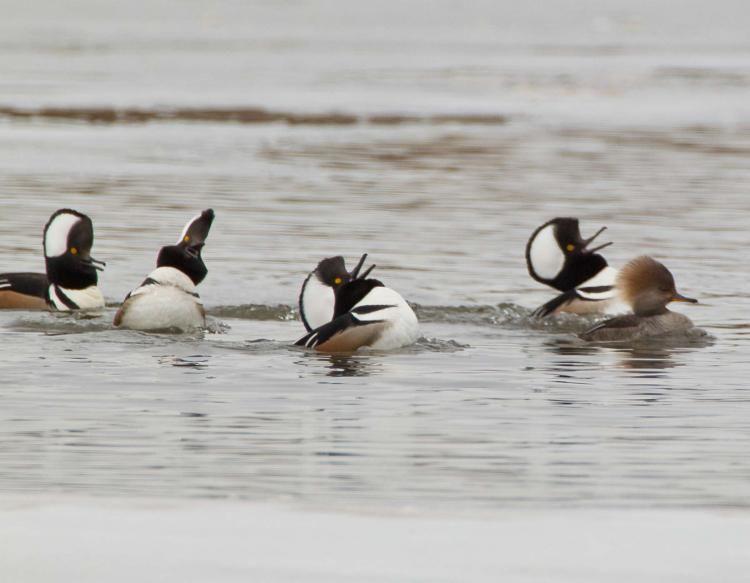 Merganser Logo - Hooded Merganser | MDC Discover Nature