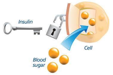 Insulin Logo - How Insulin Works: Types of Insulin & Dosage | Cornerstones4Care®