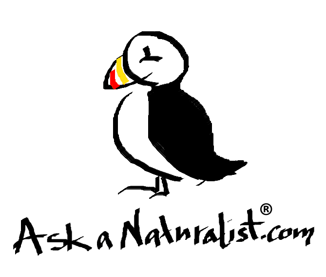 Puffin Logo - puffin logo – transparent | Ask a Naturalist®