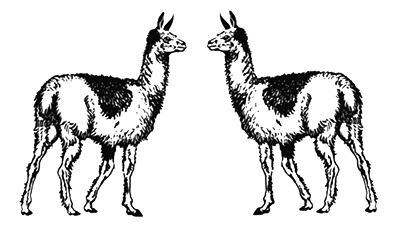 Guanaco Logo - Mammal, Llama, Vertebrate, Camelid, Alpaca, Terrestrial animal, Guanaco