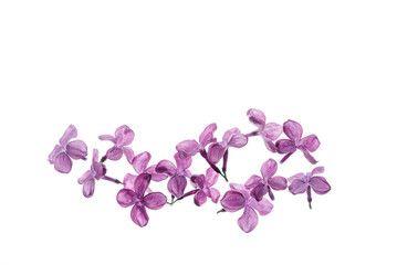 Lilac Flower Logo - Lilac photos, royalty-free images, graphics, vectors & videos ...