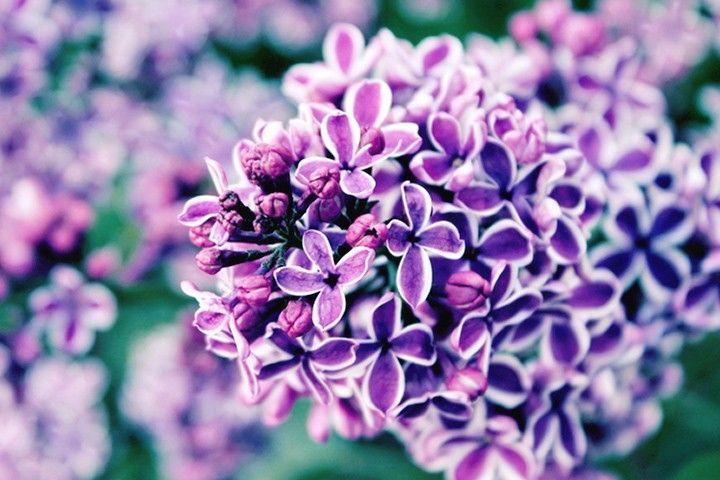 Lilac Flower Logo - Lilac Meaning and Symbolism - FTD.com