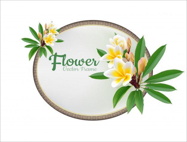 Plumeria Logo - Flower plumeria illustration vector real style Vector