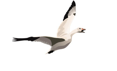 Geese Logo - Home - Arctic Goose Joint Venture
