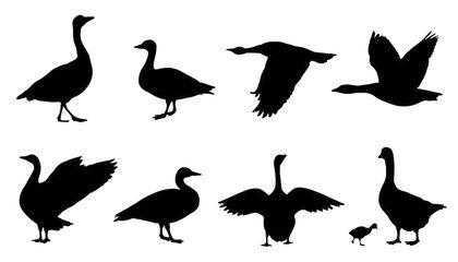 Geese Logo - Goose Logo Photo, Royalty Free Image, Graphics, Vectors & Videos
