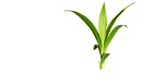 Yucca Logo - Home