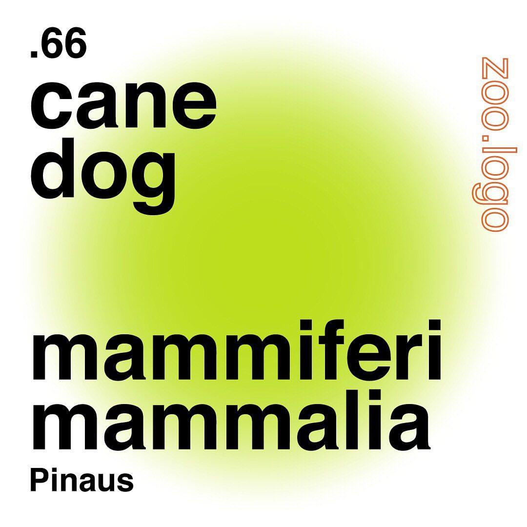Zoologo Logo - 66 cane/dogPinaus..... #zoologo #tassidermia #archivio #logo ...