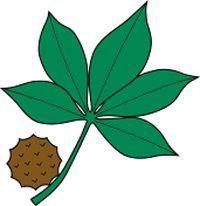 Buckeye Logo - Ohio State Buckeye Leaf Drawing. Buckeye Leaf Logo. creative
