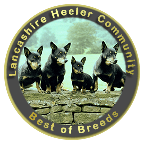 Heeler Logo - Lancashire Heeler Community - Lancashire Heeler Community