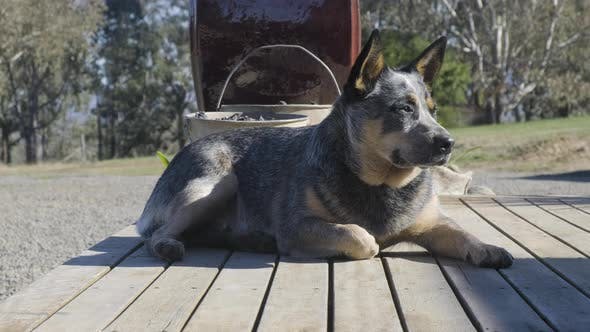 Heeler Logo - Australian Cattle Dog Blue Heeler by foggy63 | VideoHive