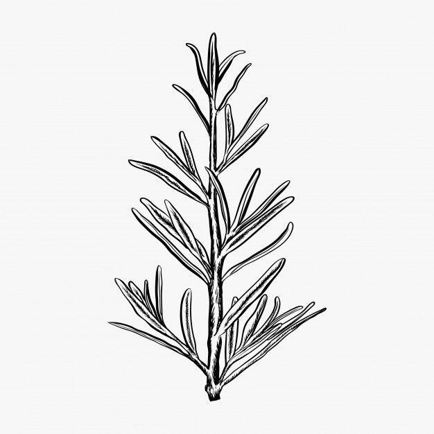 Rosemary Logo - Hand drawn rosemary vector illustration-rosemary logo design Vector ...