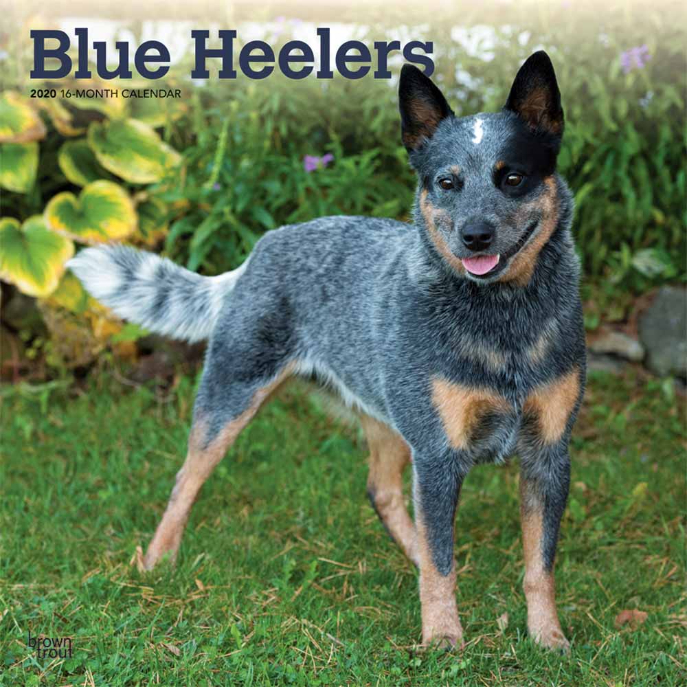 Heeler Logo - Blue Heelers Calendar 2020