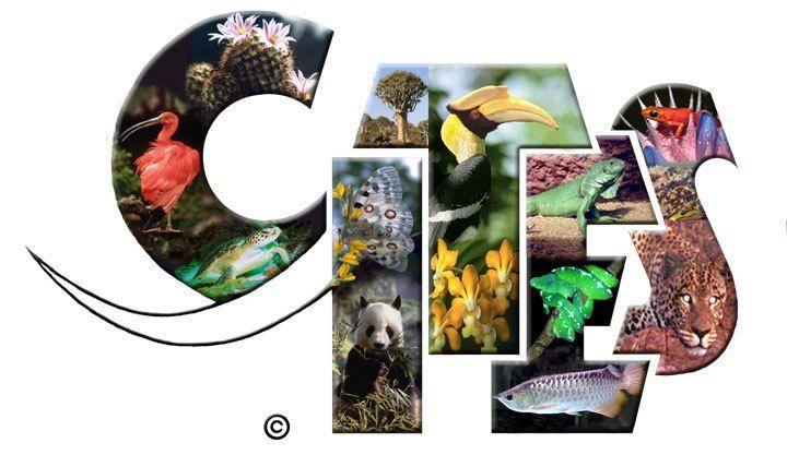 Cites Logo - Will CITES protect this threatened species?