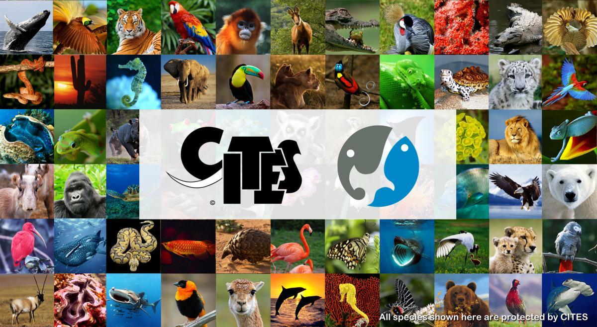 Cites Logo - CITES - Protecting our Natural History - Natural History Curiosties